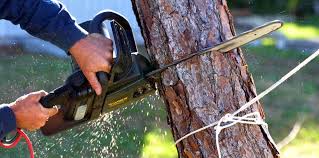 Best Commercial Tree Services  in Chadbourn, NC