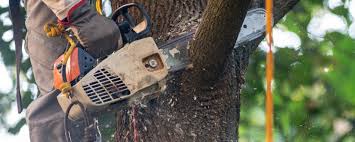 Best Pest Control for Lawns  in Chadbourn, NC