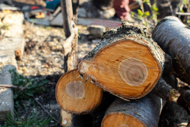 How Our Tree Care Process Works  in  Chadbourn, NC