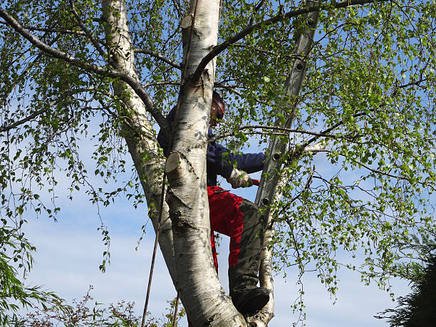 Best Leaf Removal  in Chadbourn, NC