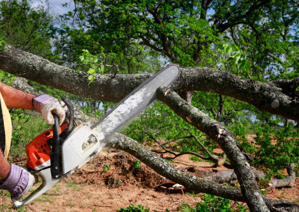 Best Firewood Processing and Delivery  in Chadbourn, NC